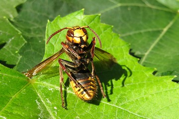 European hornet on green leaf, closeup