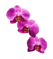 Fototapeta na wymiar White purple orchids (Latin Orchidaceae). Isolated on a white background
