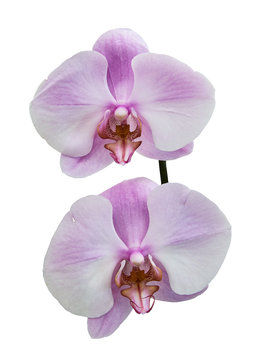 White purple orchids (Latin Orchidaceae). Isolated on a white background