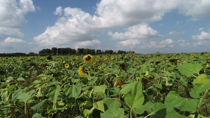 Fototapeta na wymiar Beautiful fields of sunflowers from a bird's eye view