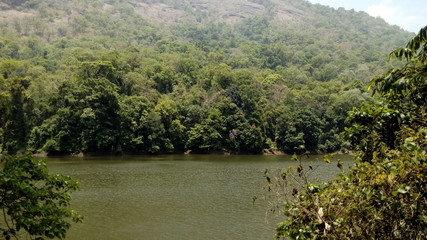 river in the forest