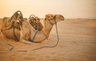 camel in the Sahara Desert - 221544248
