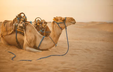 Deurstickers camel in the Sahara Desert © Александр Денисюк