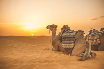 Tuinposter camel in the Sahara Desert © Александр Денисюк