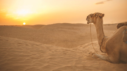 camel in the Sahara Desert - 221544268