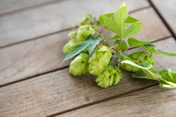 Grüner, wilder, echter Hopfen auf Holz Bank im Spätsommer