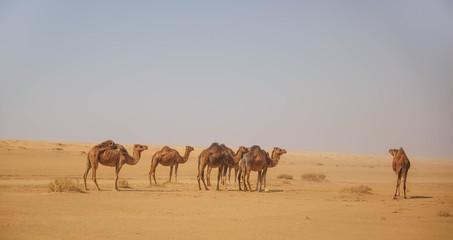 Fototapeta na wymiar camel in the Sahara Desert