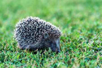 Lovely hedgehog or Erinaceus roumanicus on grass