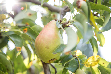 Reife, grün, rote Birne am Obstbaum Zweig im Garten zur Erntezeit