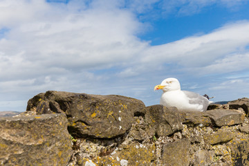 Seagull on top of a tower of Conwy Castle UNESCO World Heritage site located in medieval town of Conwy in North Wales UK