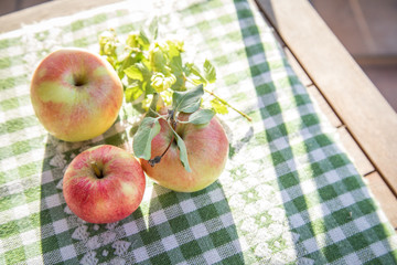 Reife, rot, gelb, grüne Äpfel und wilder Echter Hopfen auf Tischdecke im Spätsommer