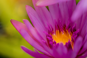 Pollen and Petals of pink waterlily flowers.