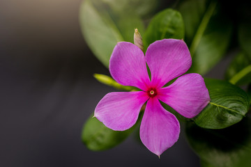 Fototapeta na wymiar Cape Periwinkle flower. Pink Madagascar periwinkle.