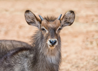 Juvenile waterbuck