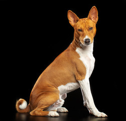 Basenji Dog on Isolated Black Background in studio