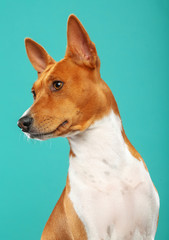 Basenji Dog on Isolated Blue Background in studio
