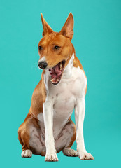 Basenji Dog on Isolated Blue Background in studio