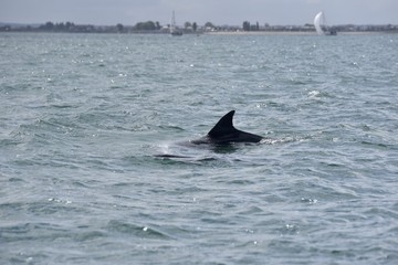 Dauphins