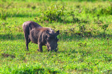 Cute Warthog or Phacochoerus africanus in savannah