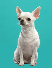 Chihuahua Dog  Isolated  on Blue Background in studio