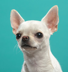 Chihuahua Dog  Isolated  on Blue Background in studio