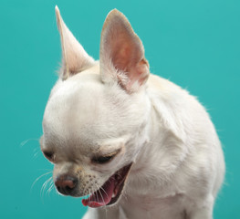 Chihuahua Dog  Isolated  on Blue Background in studio