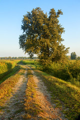 Naklejka premium country road on sunrise