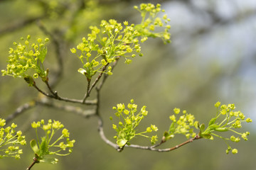 Ahornblätter und -knospen im Frühling