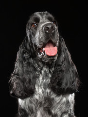 English cocker spaniel Dog  Isolated  on Black Background in studio