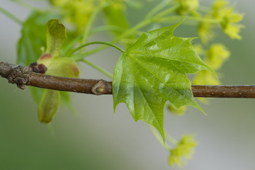 Ahornblätter und -knospen im Frühling