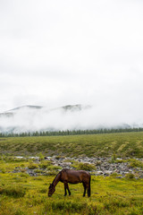 Horses in nature