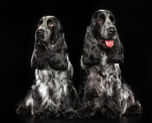 English cocker spaniel Dog  Isolated  on Black Background in studio