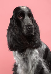 English cocker spaniel Dog  Isolated  on Pink Background in studio