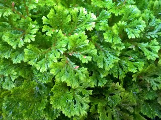 Background of green leaves