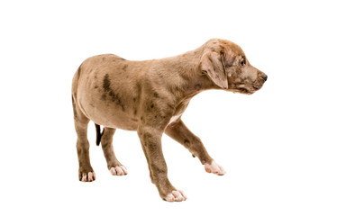 Cute pit bull puppy standing with a raised paw, isolated on white background