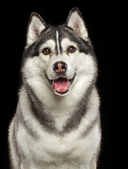 Siberian Husky Dog Isolated  on Black Background in studio