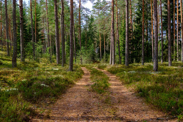 simple gravel country road in summer in forest