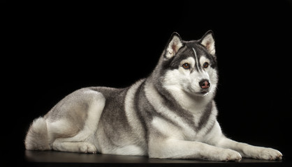 Siberian Husky Dog Isolated  on Black Background in studio