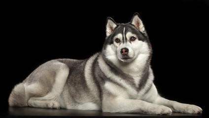 Siberian Husky Dog Isolated  on Black Background in studio