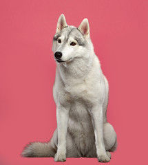 Siberian Husky Dog Isolated  on Pink Background in studio