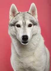 Siberian Husky Dog Isolated  on Pink Background in studio