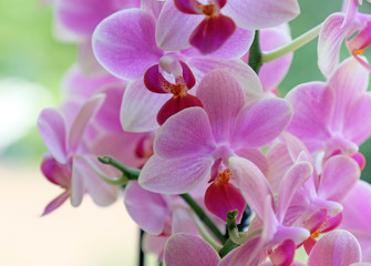 Fototapeta na wymiar lila Orchideen