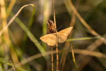 butterfly on the branch of a tree