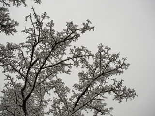snow-covered branches of a tree in december