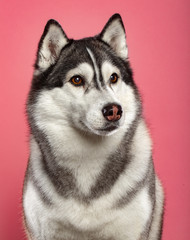 Siberian Husky Dog Isolated  on Pink Background in studio