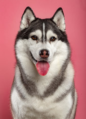 Fototapeta premium Siberian Husky Dog Isolated on Pink Background in studio