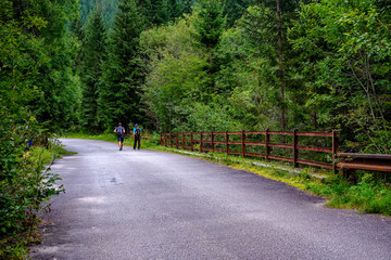 Fototapeta premium asphalted road leading up to the mountains in forest