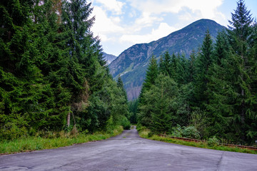 asphalted road leading up to the mountains in forest