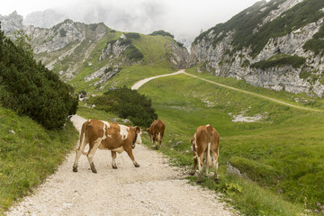 Fototapeta na wymiar Kühe in den Alpen