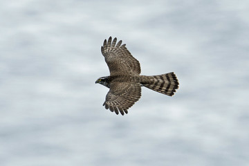 Eurasian sparrowhawk (Accipiter nisus)